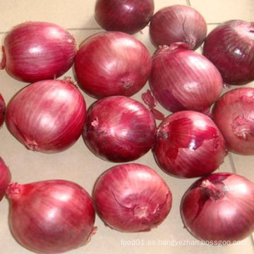 Nueva exportación de cultivos de buena calidad Cebolla roja china